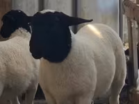 Ovce, Dorper sheep — foto 2