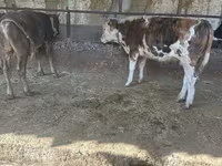 ষাঁড়, Simmental cattle — ছবি 3