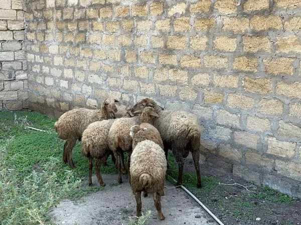 Owce (partia, płeć nieokreślona), Owce