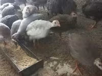 Guinea fowl — foto 5