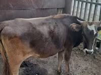 Vacă, Bovine — foto 7