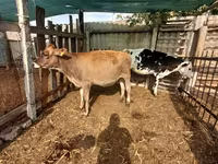 Mucca, Swiss cattle — foto 2