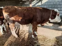 Stier, Simmental cattle — foto 2