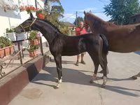 اسب نر, Dutch warmblood horse — عکس 3