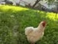 Brahma — foto 5