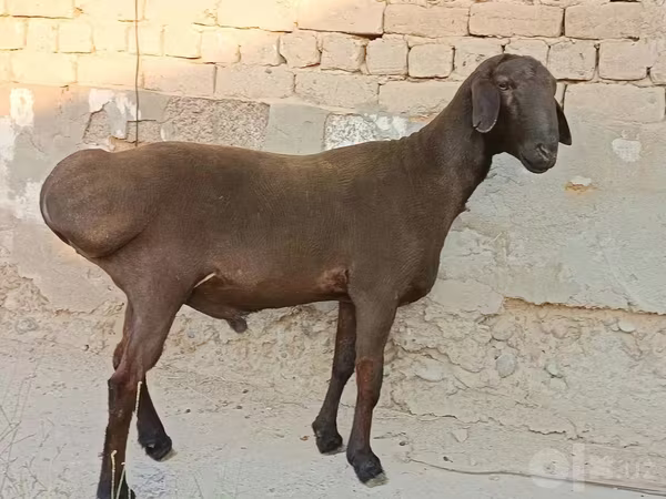 قوچ, Hissar sheep
