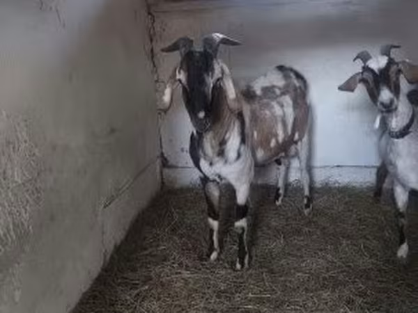 Buk, Nubian Goat