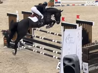 Hingst, Belgian warmblood horse — foto 3