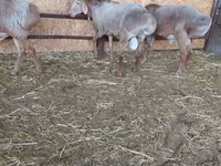 Widder, Arashan sheep — Foto 7