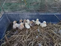 Chickens — 3 зураг