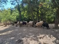Овца, Racka sheep — снимка 4