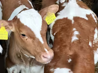 گاو و گوساله (گروه، جنسیت مشخص نشده), Simmental cattle — عکس 7