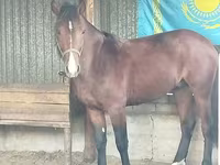 Faras, Horses — sawirka 2
