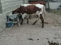 Lo’, Simmental cattle — sawirka 4