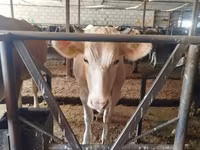 Сиыр, Simmental cattle — 3-сурет