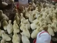 Geese — عکس 4