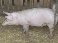 Babi (batch, jenis kelamin tidak disebutkan), Pigs — foto 3