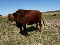 Үнээ, Latvian Blue cattle — 3 зураг