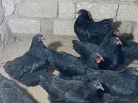 Australorp — zdjęcie 6