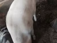 Schweine (Partie, Geschlecht nicht angegeben), Schweine — Foto 2