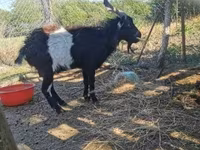 Jarac, Pomellata goat — fotografija 1