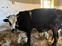 Krava, Russian Black pied cattle — foto 2