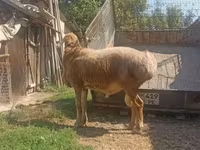 Koç, Arashan sheep — foto 5