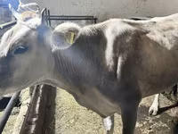 Dibi, Cattle — sawirka 4