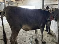 گاو ماده, Swiss cattle — عکس 5