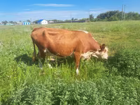 Lembu betina, Simmental cattle — foto 1