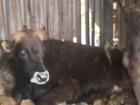 ወንድ በሬ, Aberdeen-Angus — ፎቶ 4