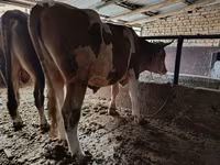 Stier, Runderen — foto 2