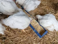 Chickens — foto 1