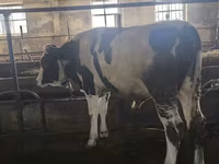 گاو نر, Simmental cattle — عکس 5