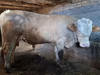 گاو نر, Simmental cattle — عکس 2