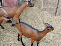 Kozel, Alpine goat — foto 4