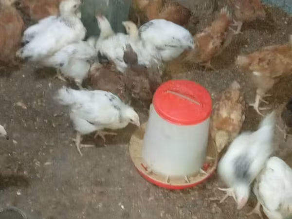 Chickens