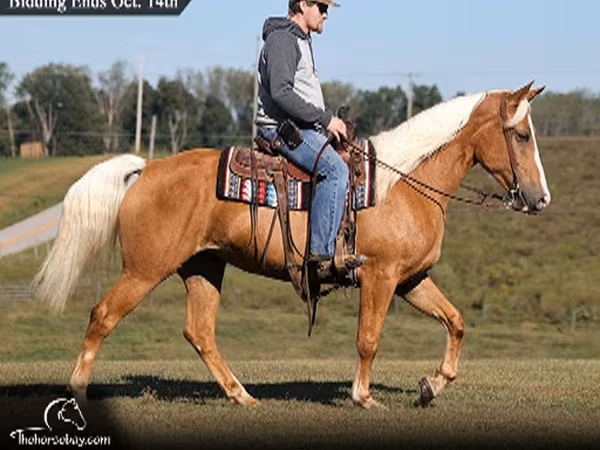 Merrie, Palomino