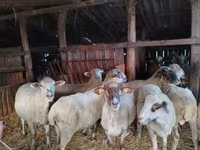 میش, Ile-de-France sheep — عکس 7