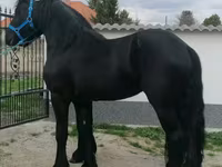 Kuda jantan, Friesian — foto 3
