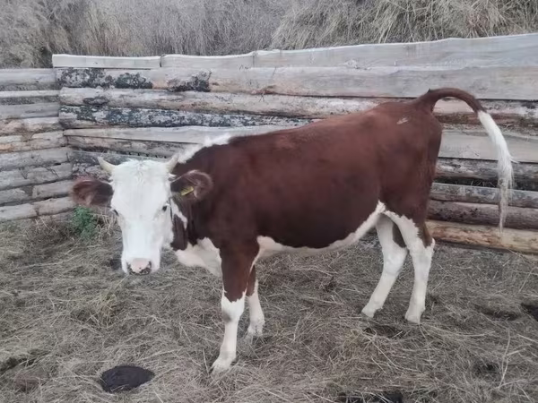 Sapi, Cattle