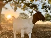 Ziege, Boer goat — Foto 1