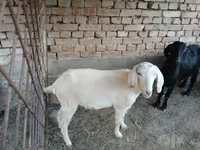 Koza, Kozy — foto 2