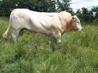雄牛, Blonde d’Aquitane cattle — 写真 1