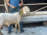 میش, Edilbay sheep — عکس 2