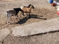 Kondoo jike, Cameroon sheep — picha 4