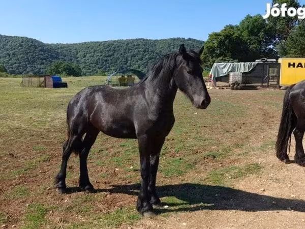 수말, Friesian