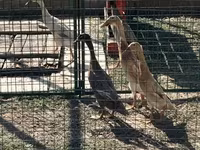 Indian Runner — foto 2