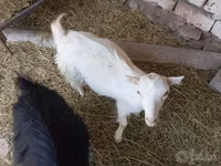 بز ماده, Saanen goat — عکس 3