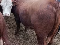 گاو نر, گاو سفیدسر قزاقستانی — عکس 5